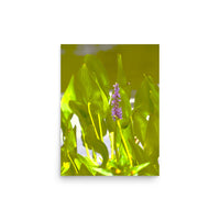 Pickerelweed with friends - Unframed