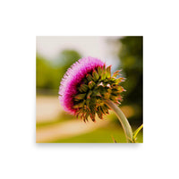 Thistle from underneath - Unframed