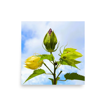 Regal plant - Unframed
