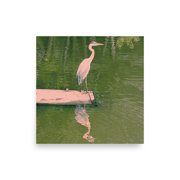 Great Blue Heron water reflection - Unframed