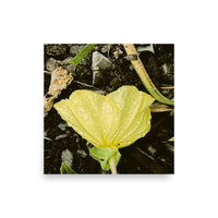 Yellow flower with dew - Unframed