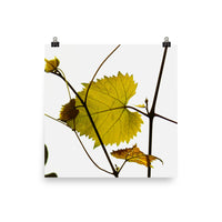 Leaves and their fine branches - Unframed