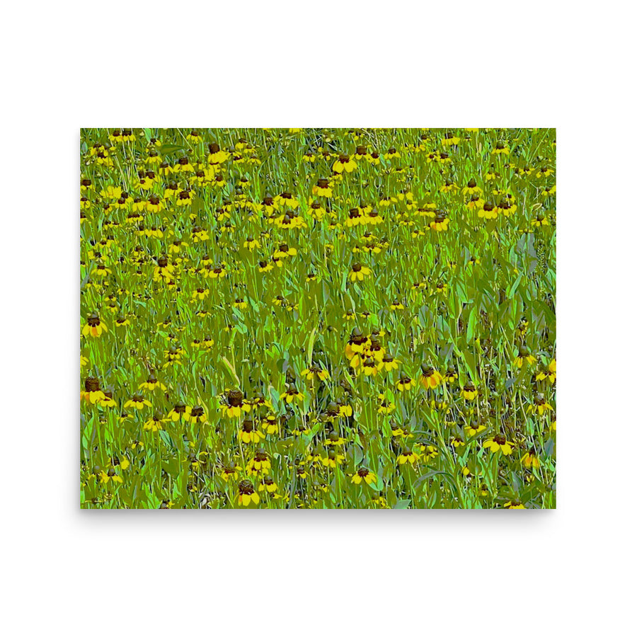 Field of coneflowers - Unframed