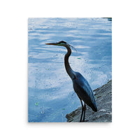 Great Blue Heron - Unframed