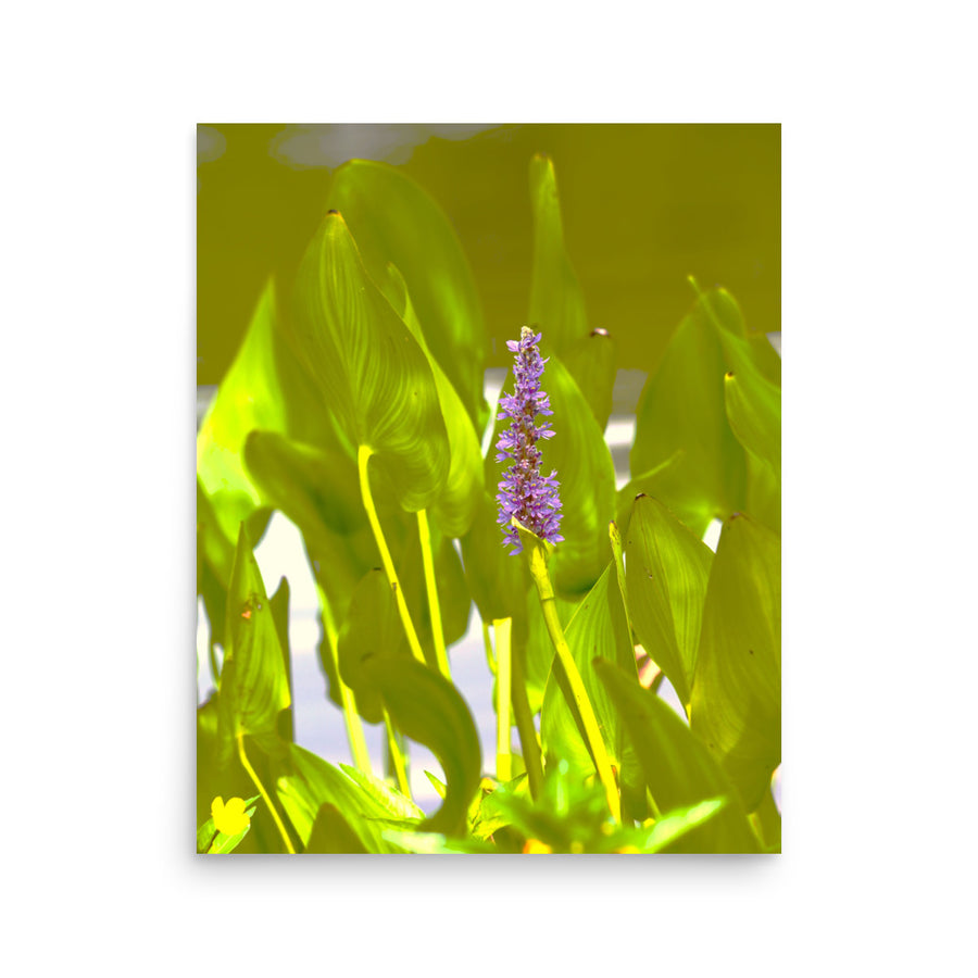 Pickerelweed with friends - Unframed