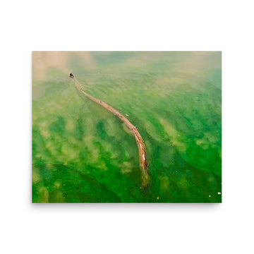 Branch floating on green tinted lake - Unframed