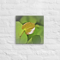 Leaf with raindrops - Canvas