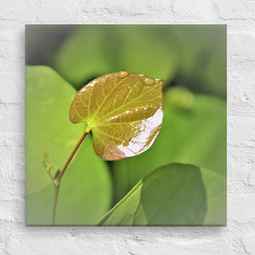 Leaf with raindrops - Canvas