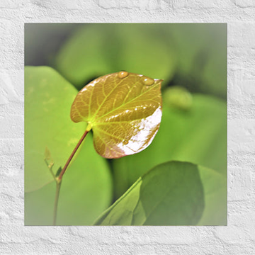 Leaf with raindrops - Unframed