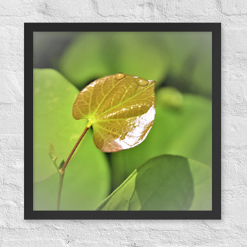 Leaf with raindrops- Framed