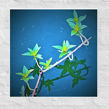Leaves on twigs, floating on a lake- Unframed