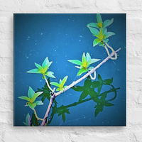 Leaves on twigs, floating on lake - Canvas