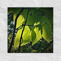 Leaves in sunlight - Unframed