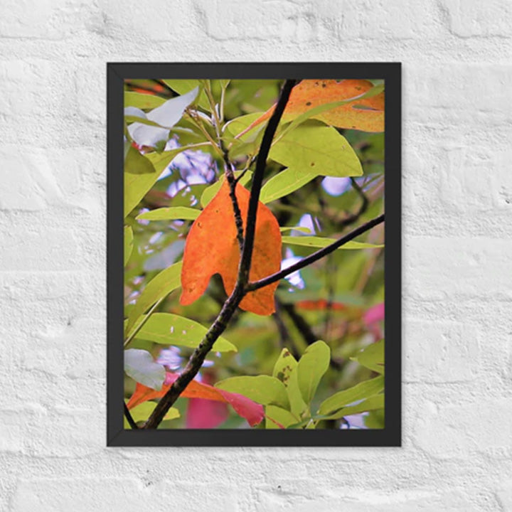 Orange leaf with intersecting branches - Framed