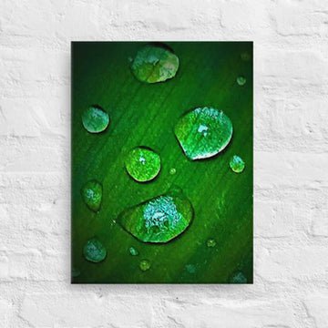 Raindrops on a single leaf - Canvas