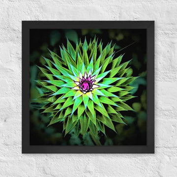 Wild flower sunburst - Framed