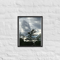 Single tree with clouds - Framed