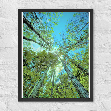 Tall trees in a circle - Framed