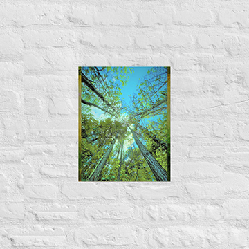 Tall trees in a circle - Unframed
