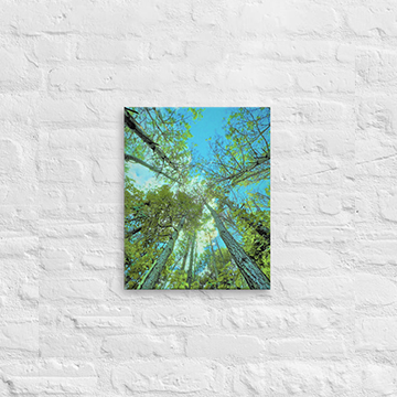Tall trees in circle - Canvas