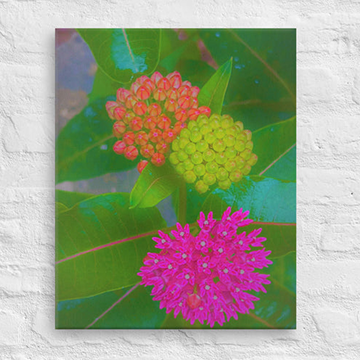 Three milkweed plants - Canvas
