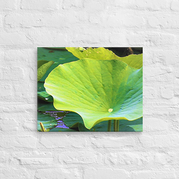Trio of lily pads - Canvas
