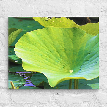 Trio of lily pads - Canvas