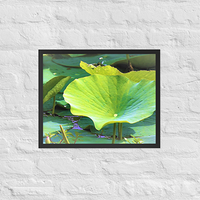 Trio of lily pads - Framed