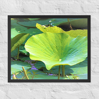 Trio of lily pads - Framed