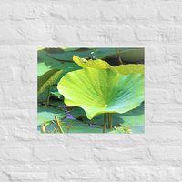 Trio of lily pads - Unframed