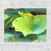 Trio of lily pads - Unframed
