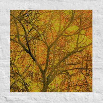 Fall colors behind bare tree - Unframed