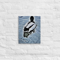 White feathers of goose on blue lake - Canvas