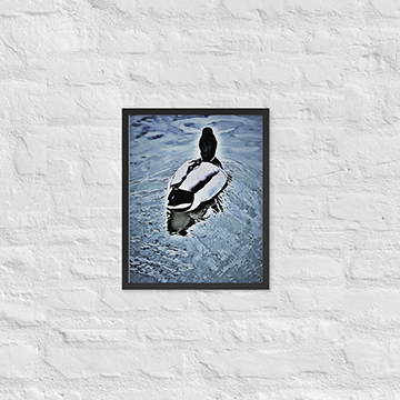 White feathers of goose on blue lake - Framed