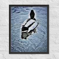 White feathers of goose on blue lake - Framed