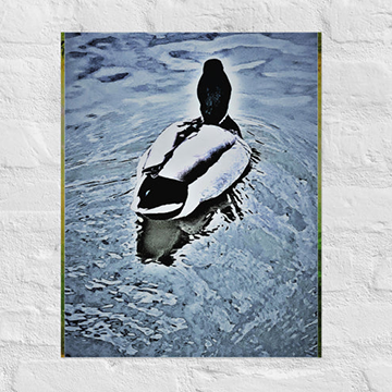 White feathers of goose on blue lake - Unframed