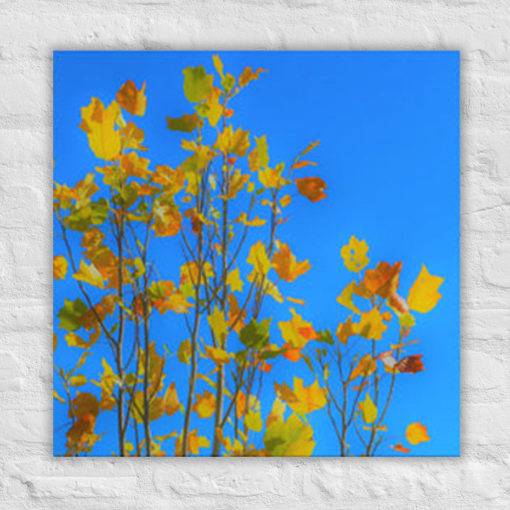 Fall leaves aplenty - Canvas