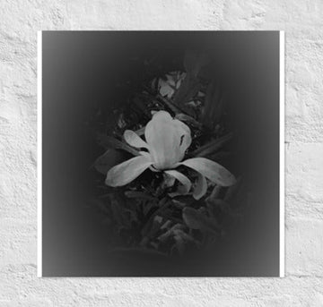 Single white flower in dark- Canvas