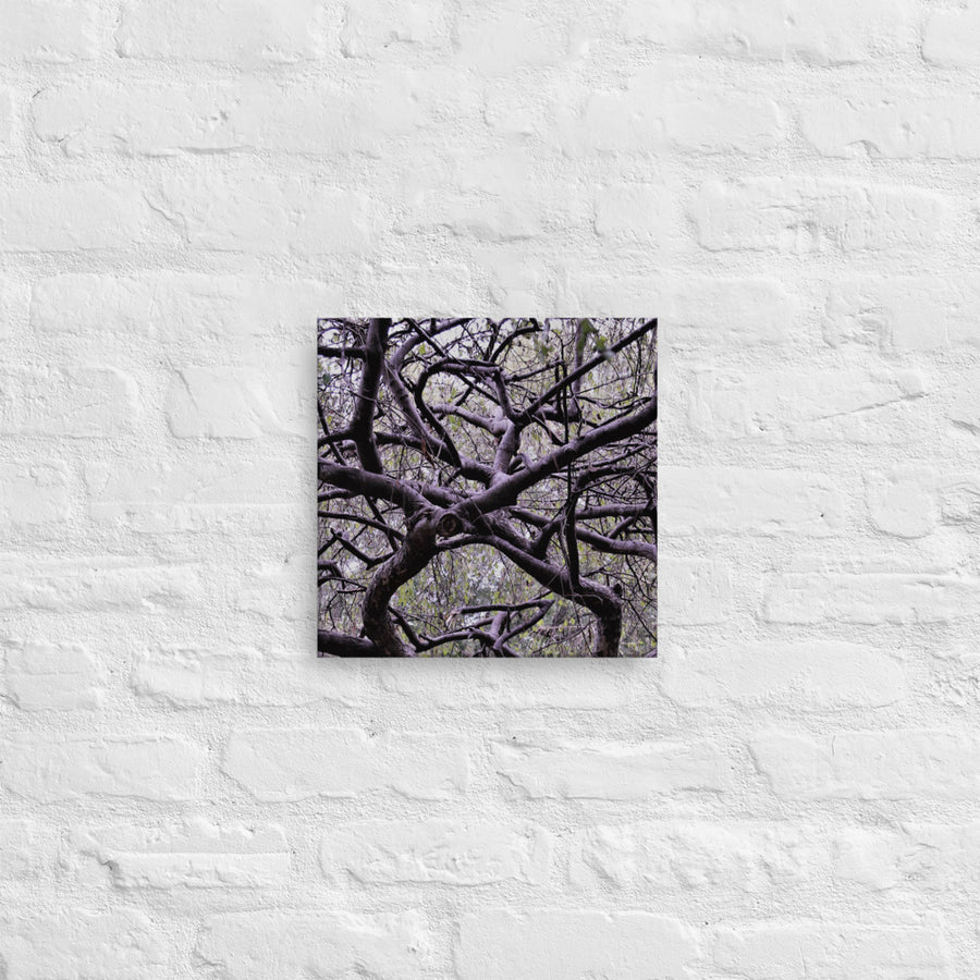 Twisted branches - Canvas