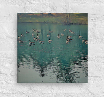 Geese on green reflected lake - Unframed