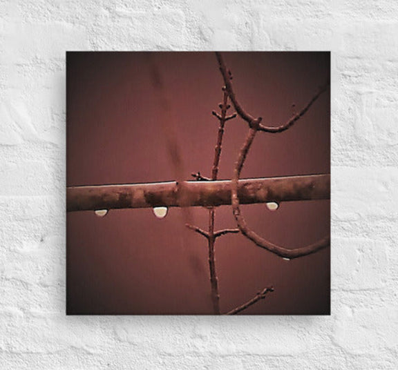 Three raindrops on a branch - Canvas