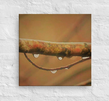 Raindrops on branch arch - Canvas