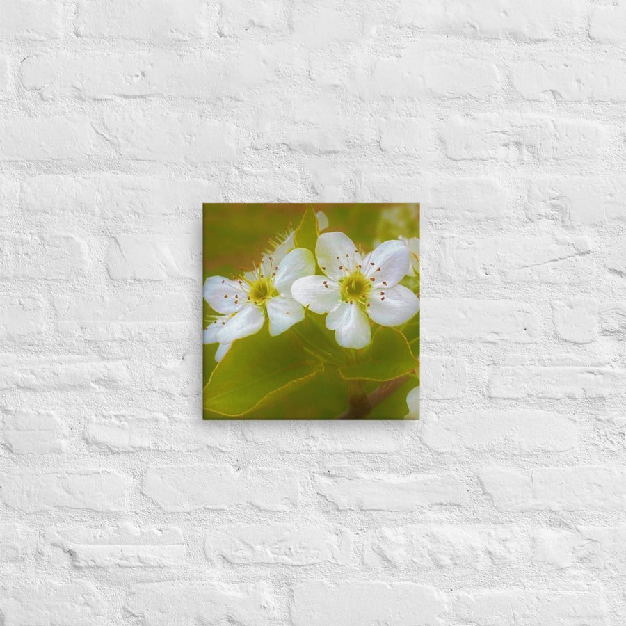 Flowering dogwood - Canvas