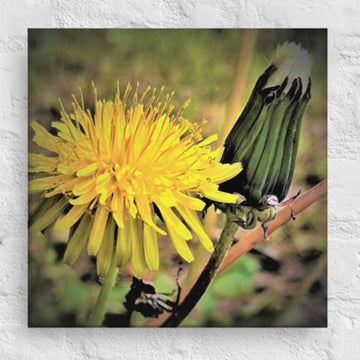 Beauty of the dandelion - Canvas