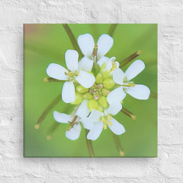 White petals and buds - Unframed