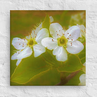 Flowering dogwood - Canvas