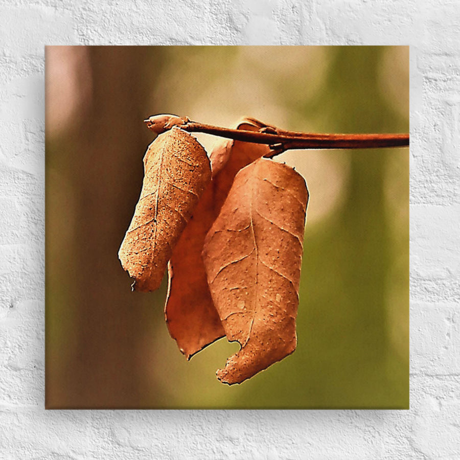 Three brown leaves - Canvas