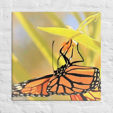 Butterfly taking in nectar - Canvas