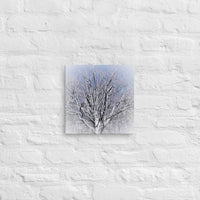 Backyard tree - Canvas