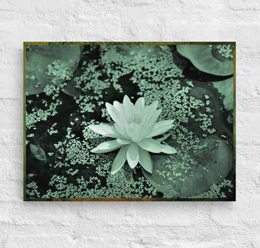 White flower floating on lake- Canvas
